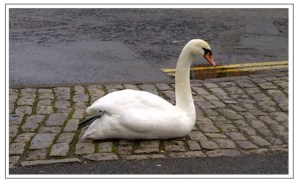 Swan in Ely