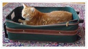 Cat in suitcase