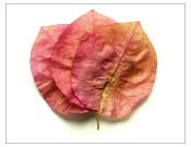 bougainvillea pressed