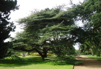 Standing beneath the Tree of Knowledge aka Atlantic cedar