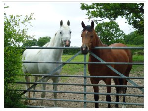 horses in the field