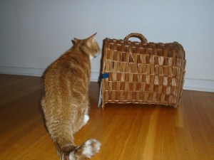 checking the cat basket