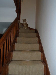 carpets on the stairs