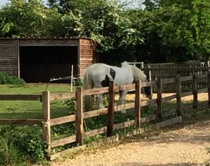 horse in paddock