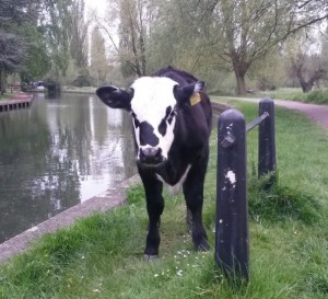 calf by the river