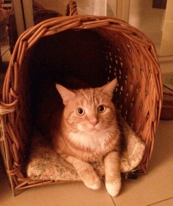 cat in the basket