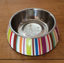 empty cat bowl