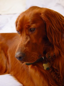 red setter