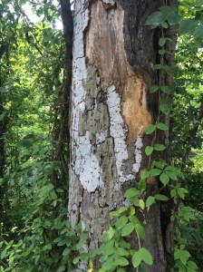 old tree by Delaware and Raritan Canal, NJ