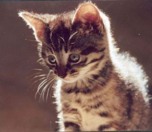 posed by model. photo by Roger Heykoop