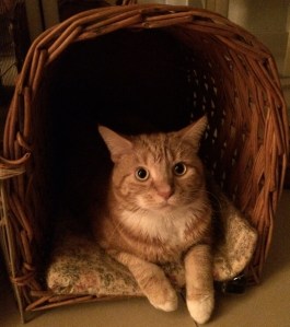 cat in travel basket