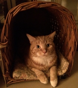 cat in travel basket