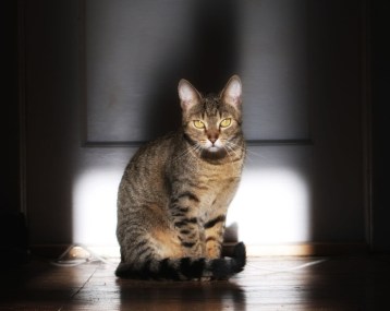 FreeImages.com/Robert Bak