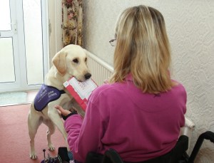 assistance dog with post