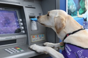assistance dog using cash machine