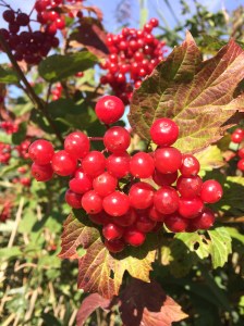 redcurrants