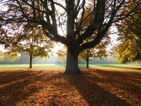 Lammas Land, Cambridge