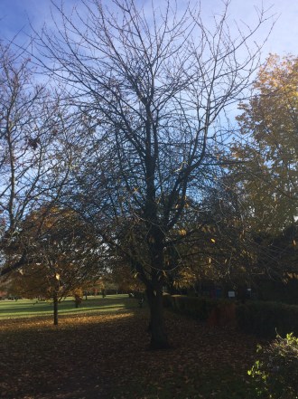 bare tree on Lammas Land
