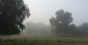 misty morning on Lammas Land