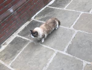 long-haired Siamese cat